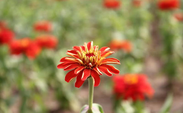 Zinnia Flowers