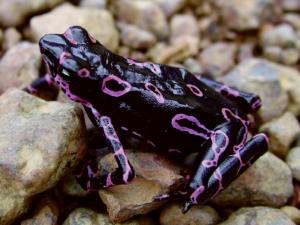 24 new species discovered