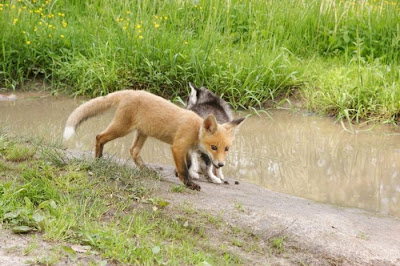 Rare Pets Seen On www.coolpicturegallery.us