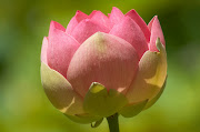 Growing Lotus Flower (pink lotus flower pond)