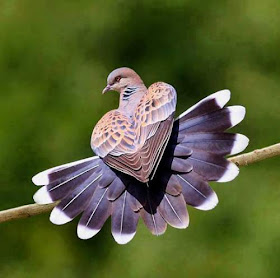 Oriental turtle dove - Streptopelia orientalis
