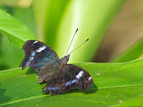 Blue Admiral butterfly