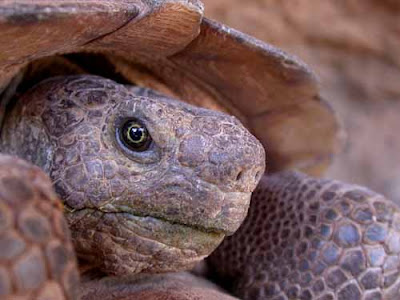 desert tortoise