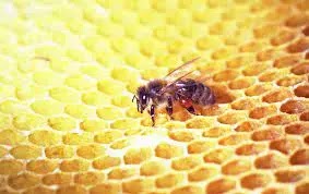 health benefits of honey. Honey hives with a bee in the center