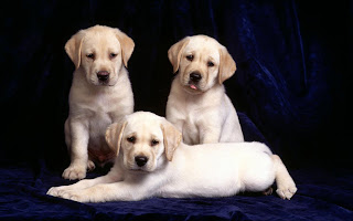 labrador retriever dog info puppy wallpaper animal pets