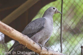 Dúcula gris, Ducula pickeringii
