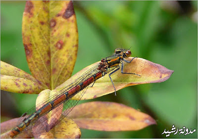 most beautiful photos for animals and insects