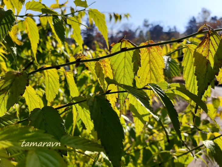 Kerria japonica 'Pleniflora'