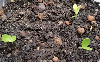 ceratonia-siliqua-desde-semilla