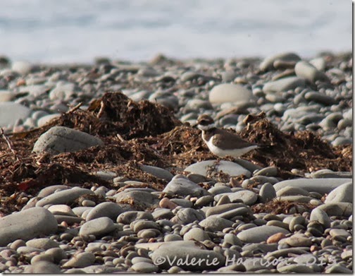 25-ringed-plover