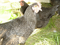 Olive Egger & Black Australorp