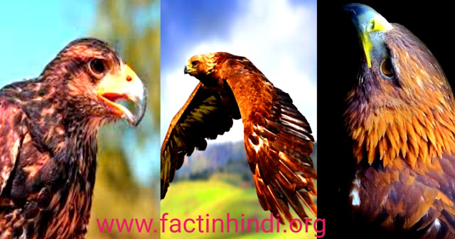 Golden eagle amazing facts in hindi