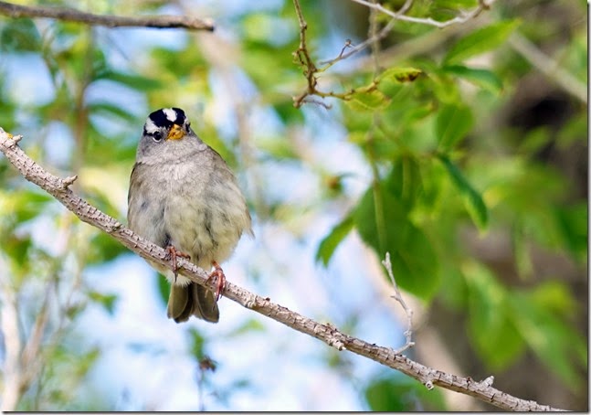 lopez white crowned sparrow 051915 00004