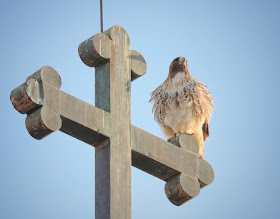 Amelia on the cross of St Brigid's church.