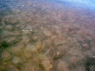 Dense swarms of jellyfish in Gulf of Mexico