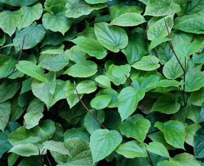 Betel Leaves