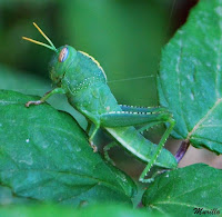 Saltamontes verde (Anacridium aegyptium)