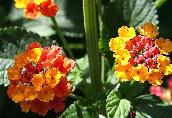 lantana amarela e laranja - Gloria Ishizaka