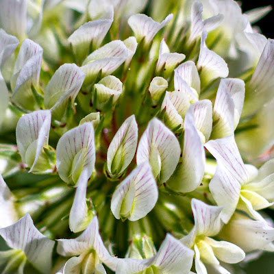 Extreme closeup image of a white clover