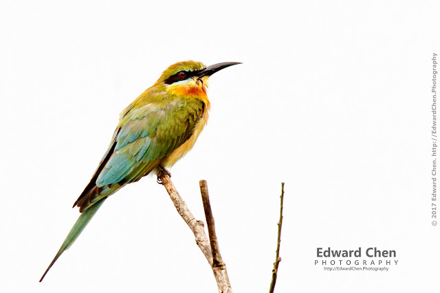 Blue-tailed Bee-eater