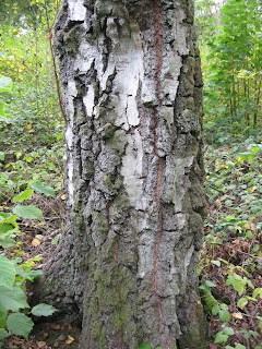 Tree bark