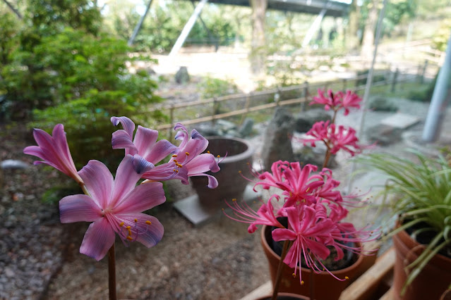 鳥取県西伯郡南部町鶴田　とっとり花回廊　ゆりの館　リコリス