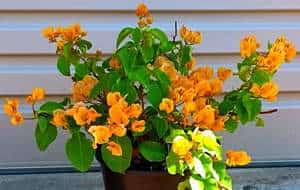 How to Grow Bougainvillea From Cuttings- Picture of Propagated Bougainvillea by cutting