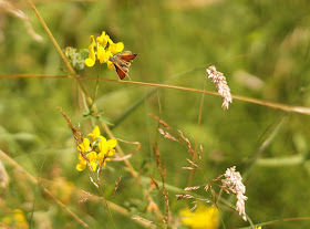 Norfolk nature paradise