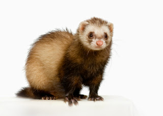 Ferret Jenis Butterscotch