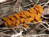 Gymnosporangium sabinae