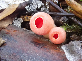 przełom Dunajca, Pieniny, grzyby zimowe, grzyby 2018, grzyby w grudniu, uszak bzowy, płomiennica zimowa, czarka, trzęsak pomarańczowożółty, trzęsak listkowaty, łzawnik, fałdówka kędzierzawa, kisielnica, czyreń