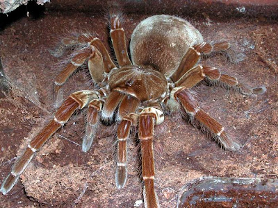 world's biggest spider