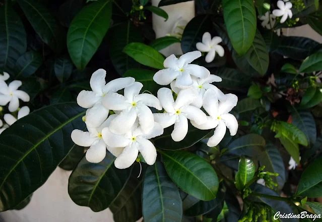 Jasmim-leite-Trachelospermum-jasminoides-Propagação-Plano-de-Plantação-e-Cuidado