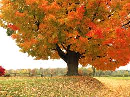 Vermont In The Fall