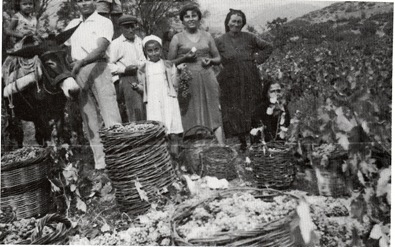 Τρύγος