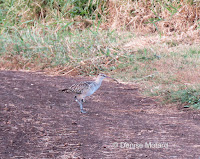 Bristle-thighed curlew No. 45 caught something - James Campbell NWR, Oahu - © Denise Motard