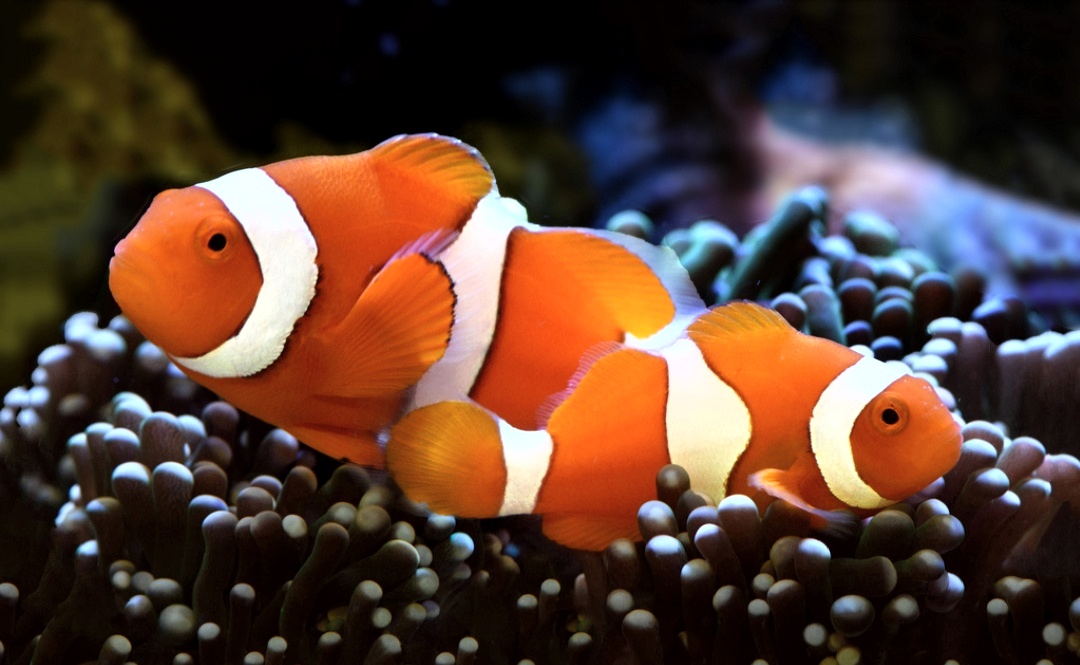  Ikan Nemo  Mengenal Jenis Perawatan dan Harganya Terbaru 