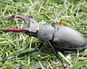 Stag Beetle - Info Tujuh