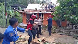  Pohon Jati Berukuran Besar Tumbang Di Bobotsari, 1 Rumah Rusak Parah