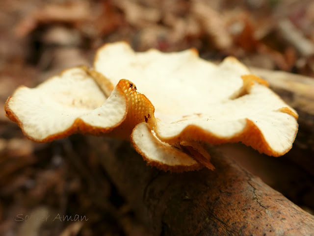 Polyporus alveolarius