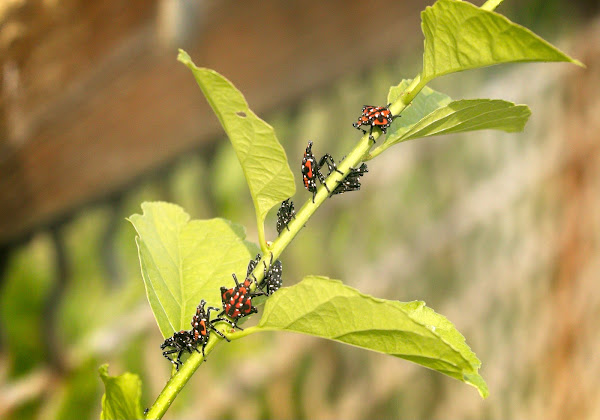 Fourth instar Spotted Lantern Fly nymphs.