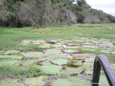 Victoria water lilies, Amazonian Peru