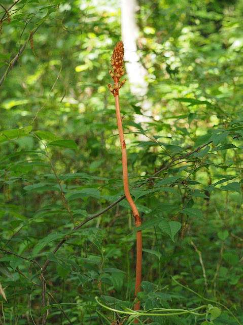 オニノヤガラ