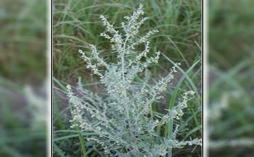 الافنسنتين Artemisia absinthium