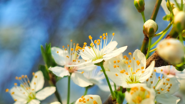 "Flores brancas ao ar livre, com fundo azul e verde desfocado, simbolizando a beleza e a delicadeza da natureza