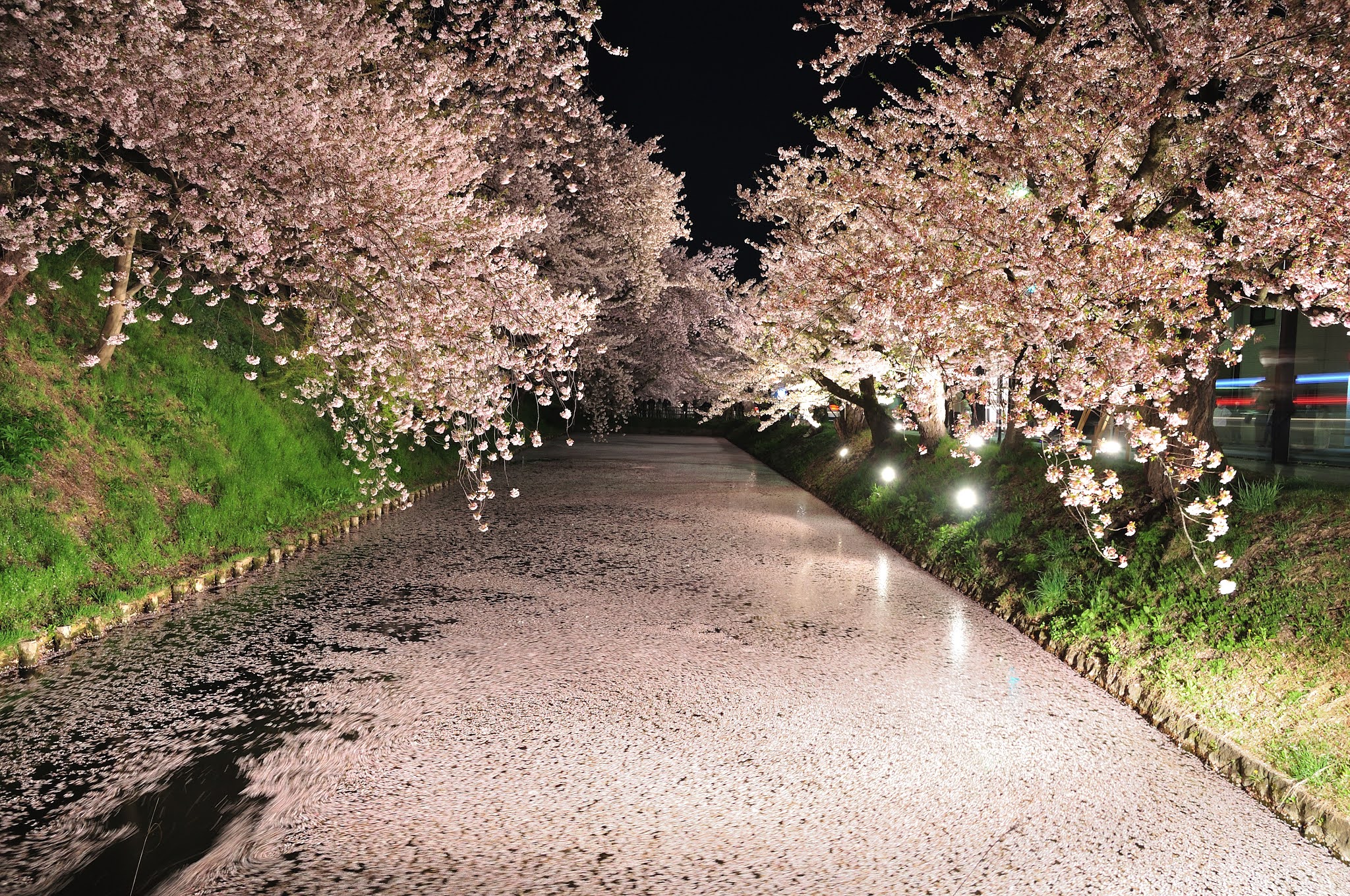 21日本櫻花 東北弘前公園櫻花花筏