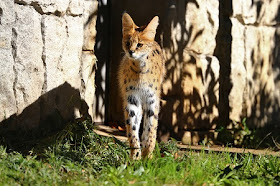 Felis serval