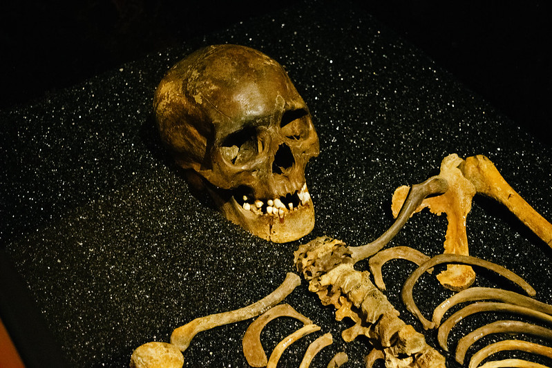 vasa museum skeleton