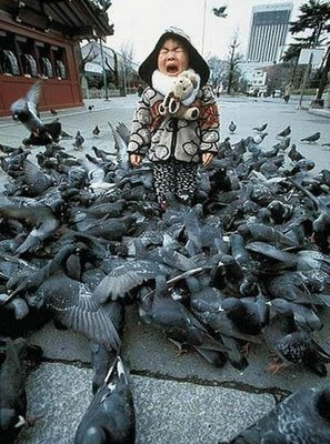 funny bird photos scared kid being attacked by pigeons