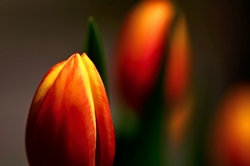 Tulpenknospe...